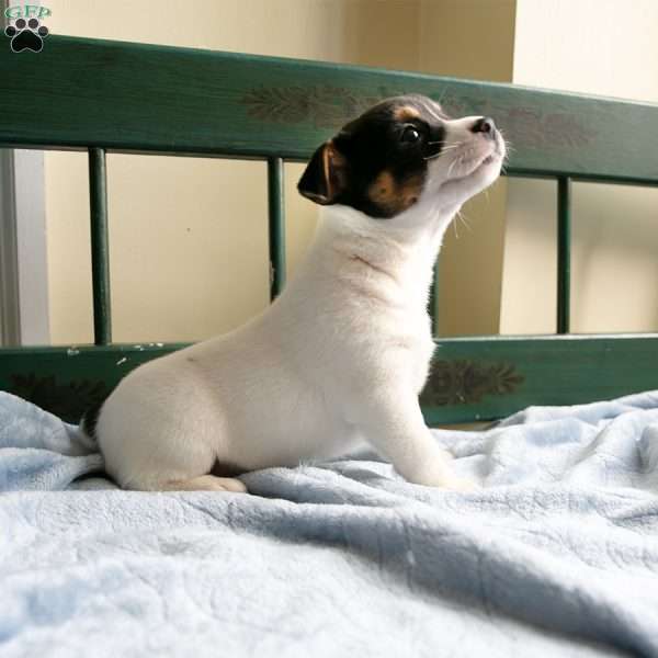 Rita, Jack-A-Ranian Puppy